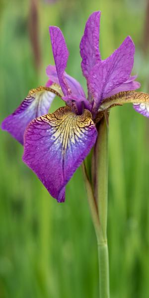 IRIS 'Sparkling Rose' (SIB)