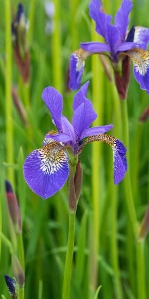 IRIS 'Tropic Night'