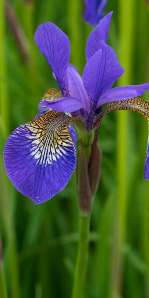 IRIS 'Tropic Night'