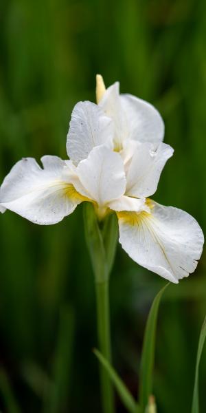 IRIS 'White Swirl'