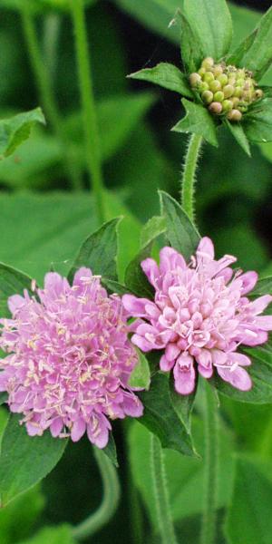 KNAUTIA dipsacifolia