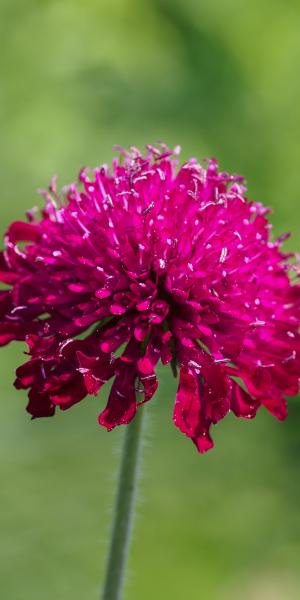 KNAUTIA macedonica 