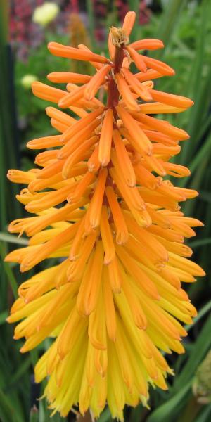 KNIPHOFIA 'Amsterdam'