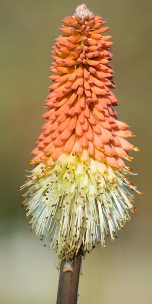 KNIPHOFIA caulescens