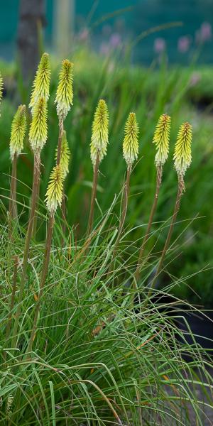 KNIPHOFIA 'Green Jade'