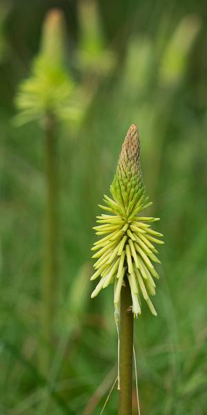 KNIPHOFIA 'Green Jade'