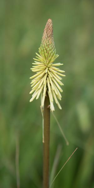 KNIPHOFIA 'Green Jade'