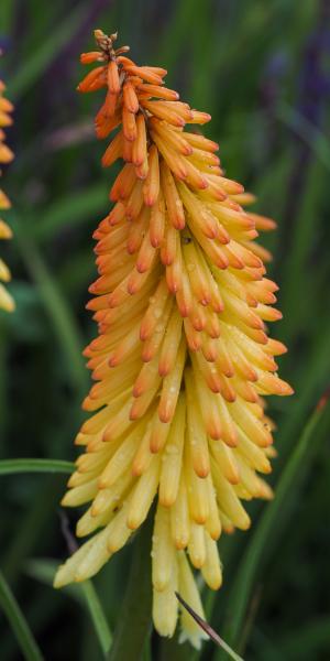 KNIPHOFIA 'Moonstone'