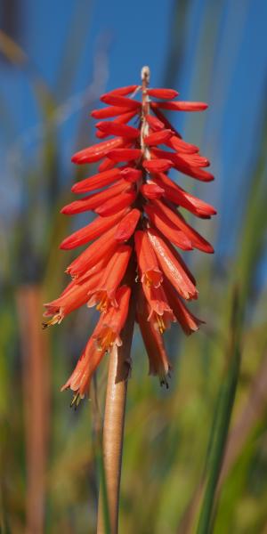 KNIPHOFIA 'Nancy's Red'