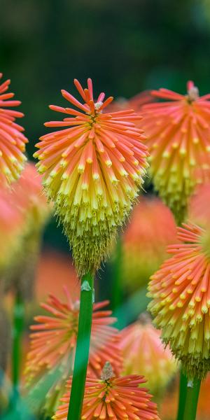 Kniphofia rooperi   