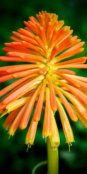 Kniphofia rooperi   