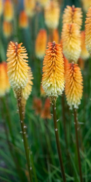 KNIPHOFIA  'Tawny King' 