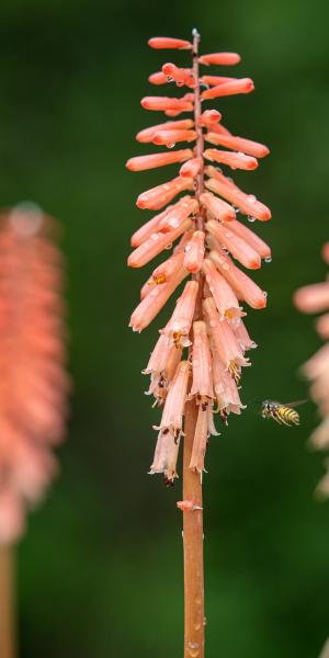 KNIPHOFIA 'Timothy'