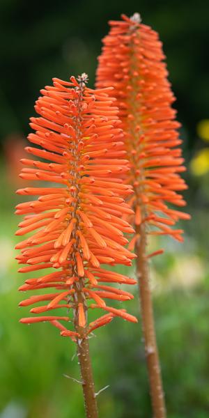 KNIPHOFIA uvaria 'Nobilis'