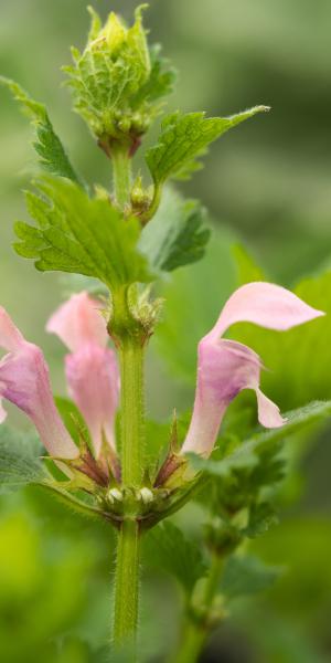 LAMIUM maculatum 'Brightstone Pearl'