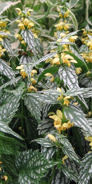 LAMIUM galeobdolon 'Hermann's Pride'