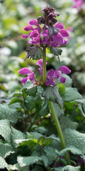 LAMIUM maculatum 'Beacon Silver'