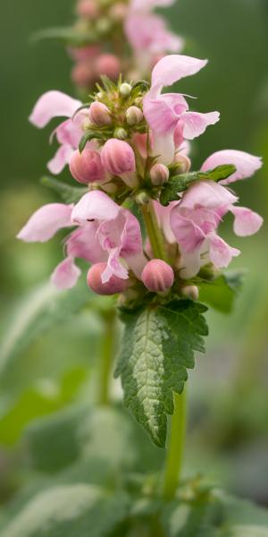 LAMIUM maculatum 'Pink Pearls'