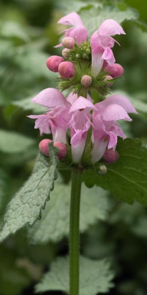 LAMIUM maculatum 'Pink Pewter'