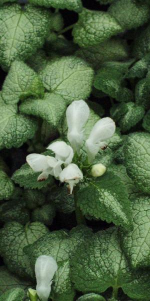 LAMIUM maculatum 'White Nancy'