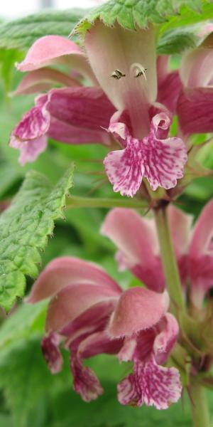 Lamium orvala