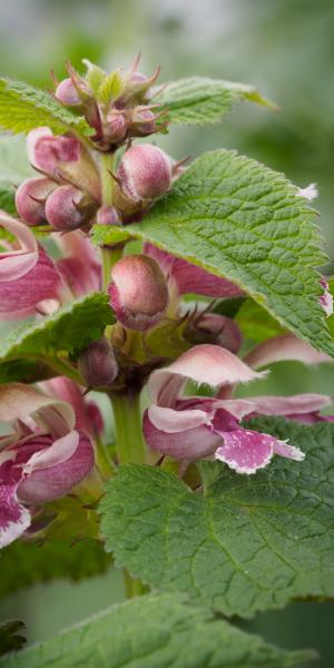 LAMIUM orvala 'Dwarf Form'