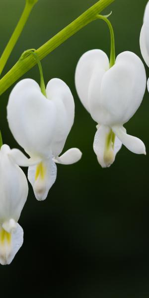 LAMPROCAPNOS spectabilis 'Alba'