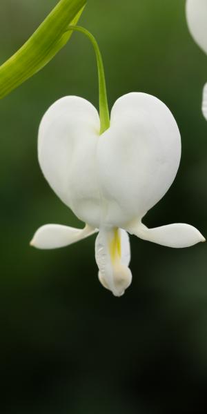 LAMPROCAPNOS spectabilis 'Alba'