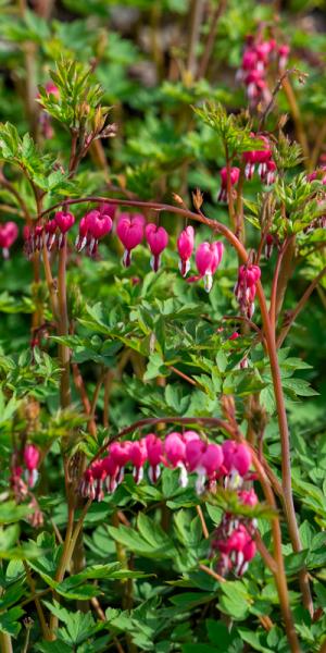 Lamprocapnos spectabilis 