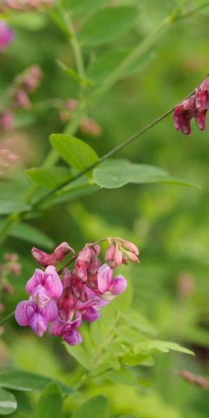 LATHYRUS niger