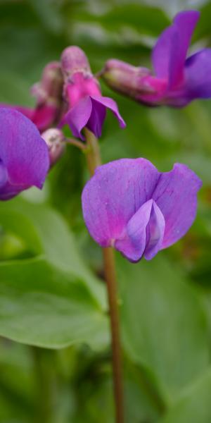 LATHYRUS vernus