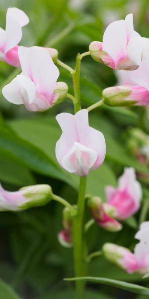 LATHYRUS vernus 'Alboroseus'