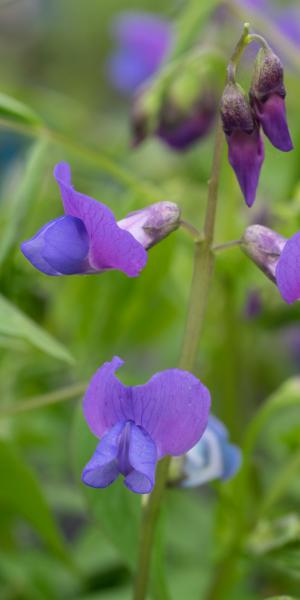 LATHYRUS vernus 'Cynaeus'