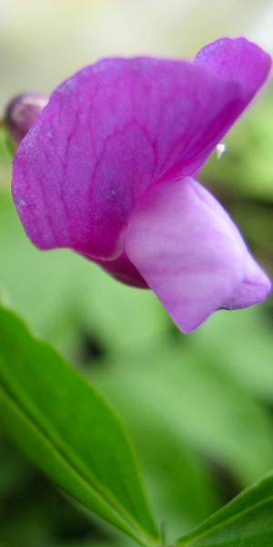 LATHYRUS vernus 'Dama Duet'