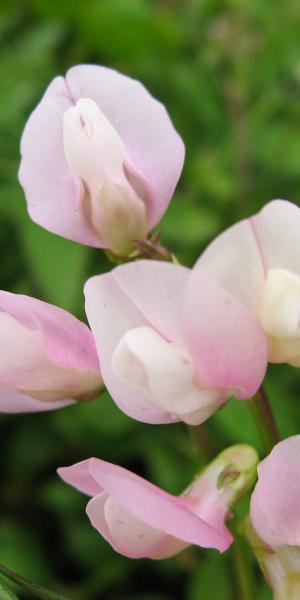 LATHYRUS vernus 'Dama Emily'