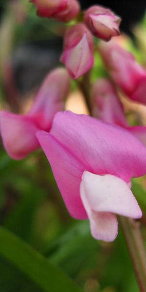 LATHYRUS vernus 'Dama Rosa'
