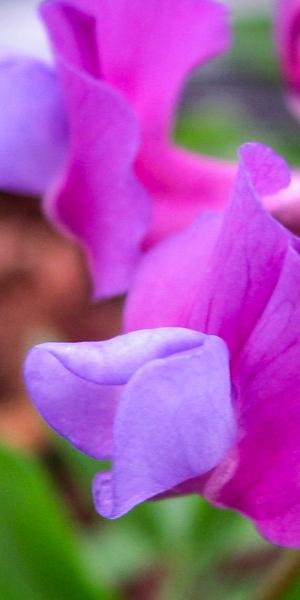 LATHYRUS vernus 'Dama Violetta'