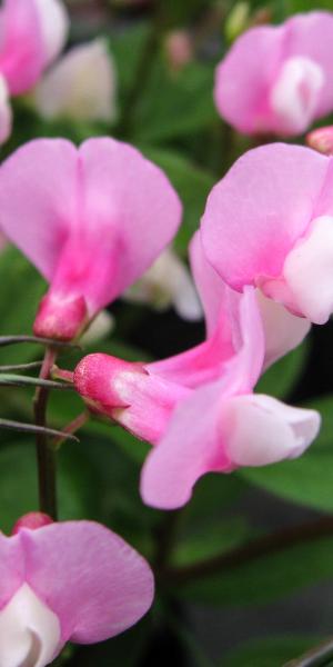 LATHYRUS vernus 'Dark Pink