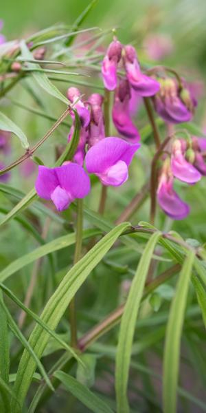 LATHYRUS vernus 'Gracilis'