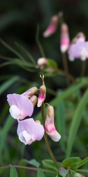 LATHYRUS vernus 'Gracilis Alboroseus'