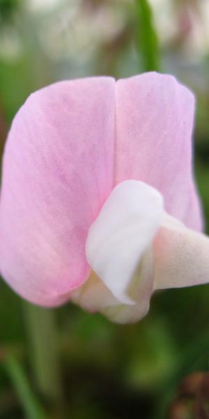 LATHYRUS vernus 'Gracilis Pink Form'