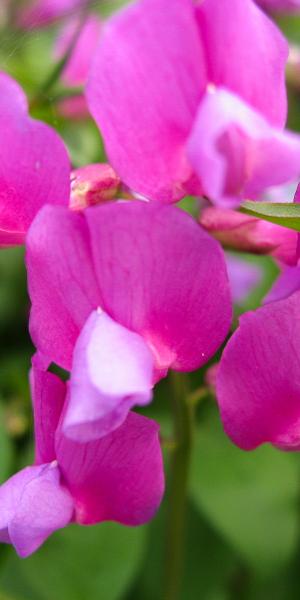 LATHYRUS vernus 'Maroon'