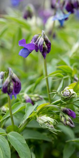 LATHYRUS vernus 'Nearly Blue'