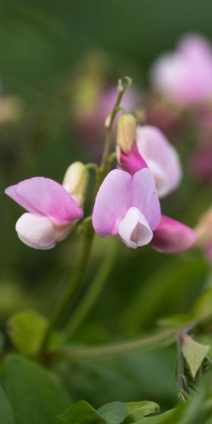 LATHYRUS vernus 'Pendulus'