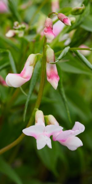 LATHYRUS vernus 'Spring Melody'