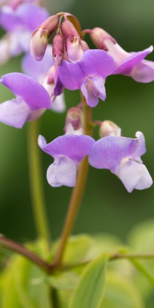 LATHYRUS vernus 'Subtle Hints'