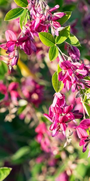 LESPEDEZA thunbergii