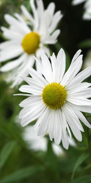 LEUCANTHEMELLA serotina