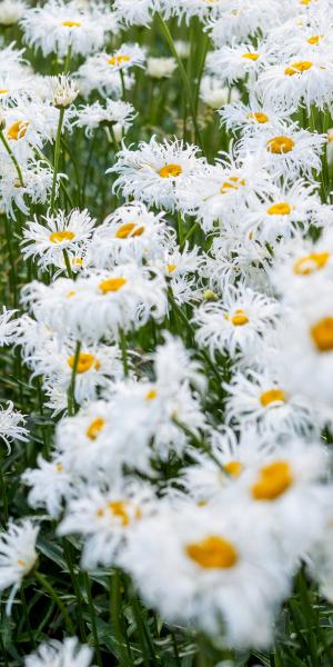 Leucanthemum x superbum 'Phyllis Smith'