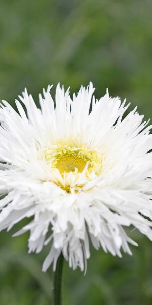 LEUCANTHEMUM x superbum 'Aglaia'